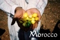モロッコ「アルガンオイル」の旅チェア04